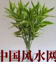甘孜十二生肖养什么植物最旺财运？你知道吗！
