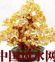 甘孜买了招财植物却不能发财，是方位摆错了！